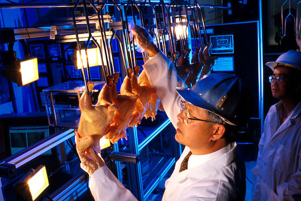 chicken inspection