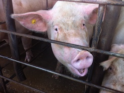Pigs at Pipestone Systems facility in Minnesota.