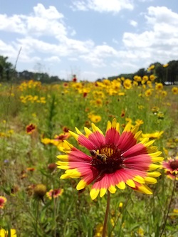 Wildflower and pollinator