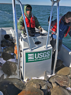 U.S. Geological Survey scientists and volunteers rescue sea turtles from unusually cold waters in St. Joseph Bay, Fla., earlier this month. Under a possible reorganization, the science-focused agency could be lumped in with Interior Department agencies that focus, for instance, on the promotion of offshore drilling.