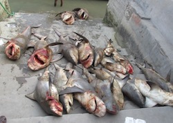 White Cheek Shark Slaughtered for the Illegal Shark Fin Trade.  Photo: INTERPOL