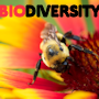 Biodiversity graphic