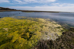 Algal bloom at Assateague Island National Seashore in Maryland in 2013.